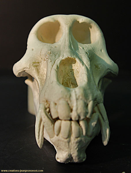 On voit ici le moulage du crâne de babouin de face.