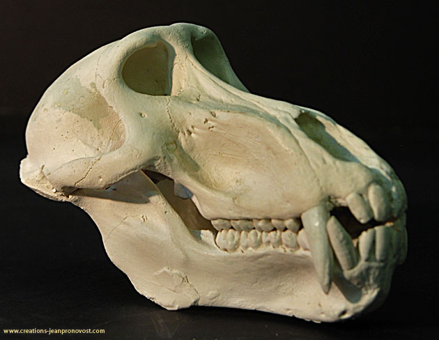 Moulage de crâne de babouin