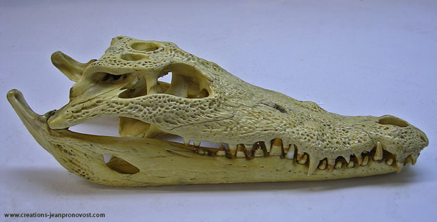 Crâne original de crocodile africain
