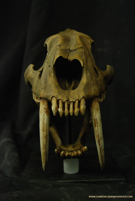 Tiger skull - saber tooth tiger skull - Molding sculpting, sculpture, Montreal