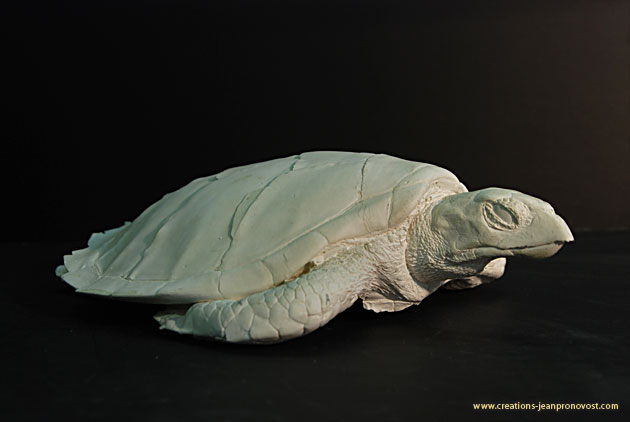 Moulage de tortue - sculpture et moulage Montréal