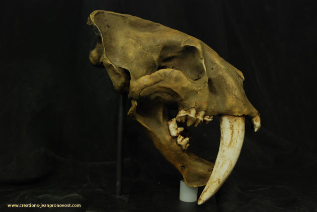 Tiger skull - saber tooth tiger skull - Sculpture, sculpture, molding, Montreal