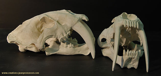 Moulage Montréal - Moulage d'un crâne de tigre smilodon d’Amérique du sud